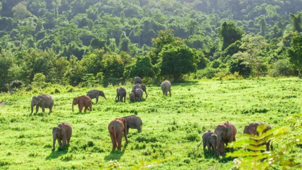 Top 7 des parcs nationaux exceptionnels à visiter en Thaïlande - Kui Buri