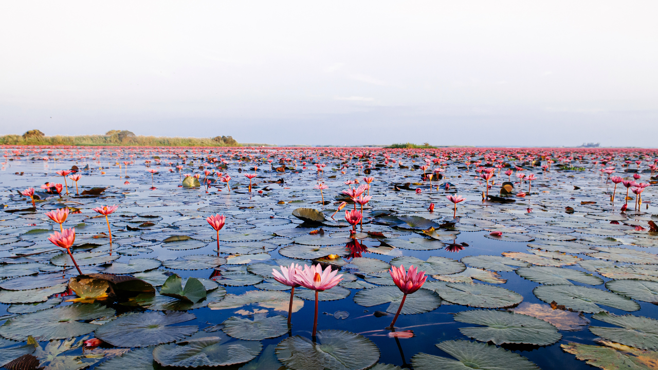 Vivre en Thaïlande : Découvrez la Province d'Udon Thani